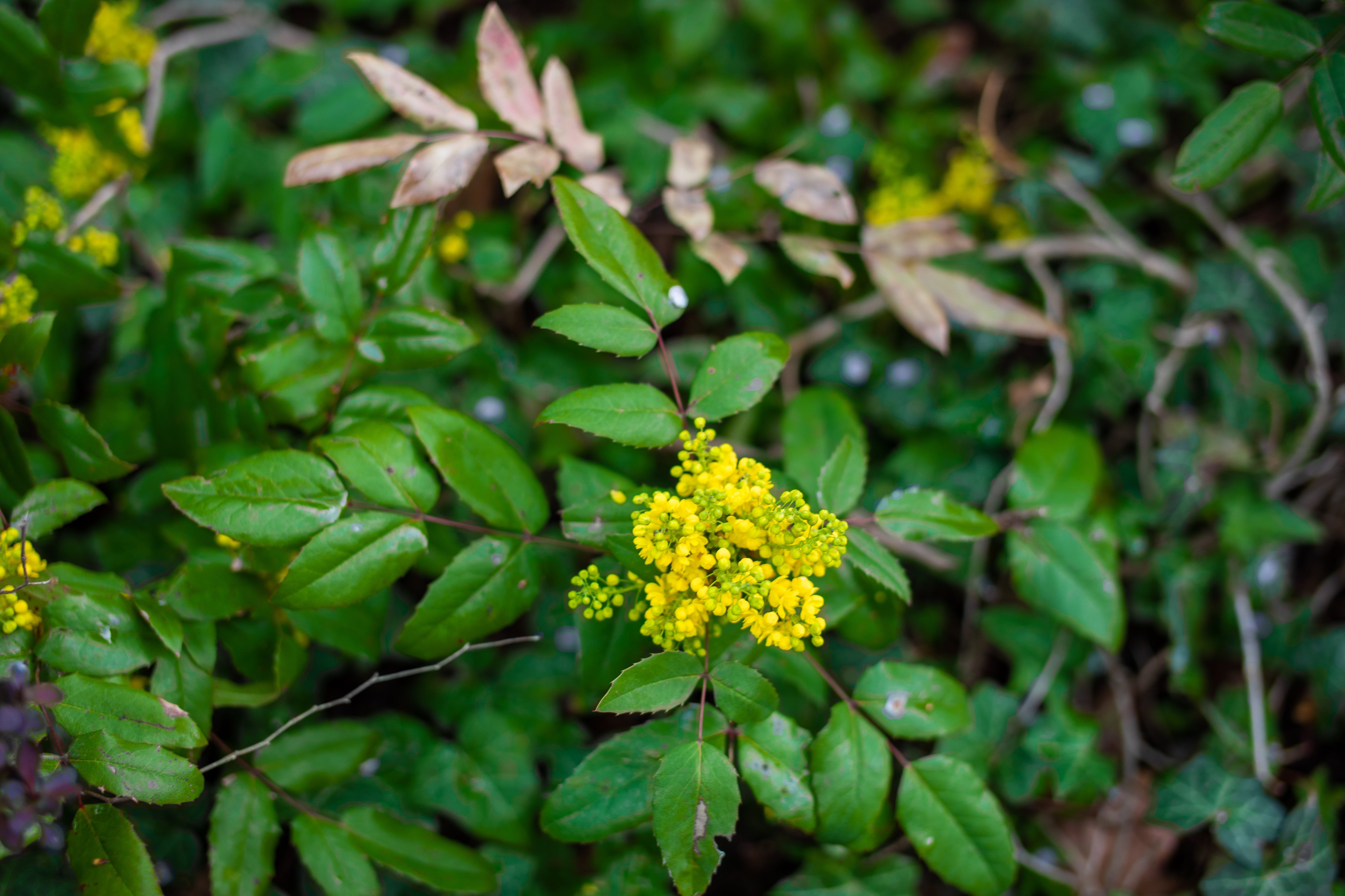Berberine benefits - Naomiw