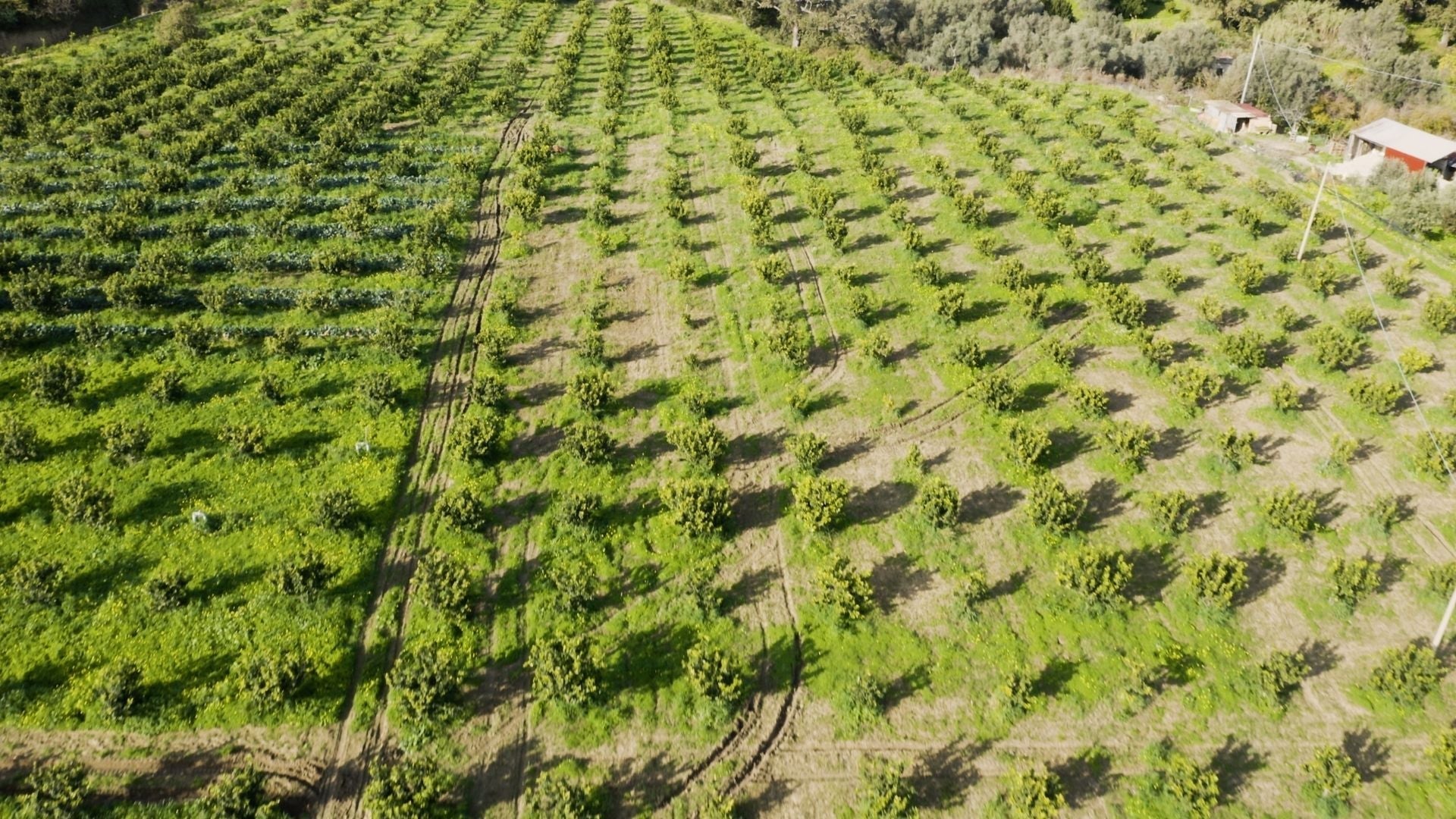 Bergamot Polyphenols: Why Quality and Sourcing Change Everything