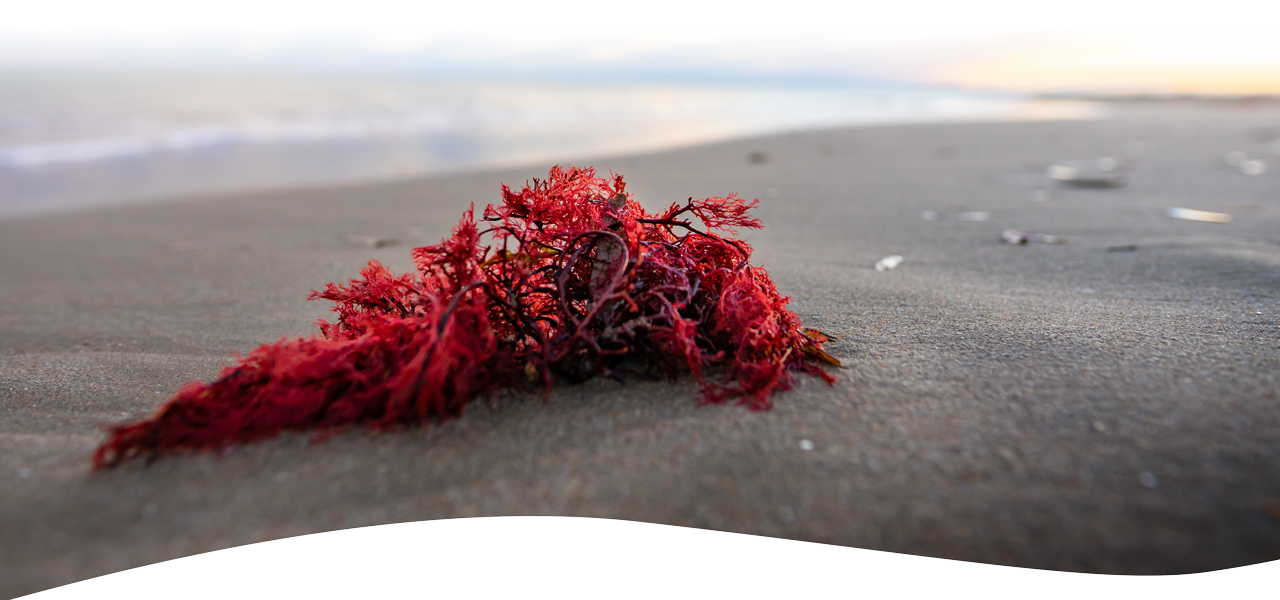 Can This Red Algae Be The Secret To HALTING The Rapid-Aging Process?