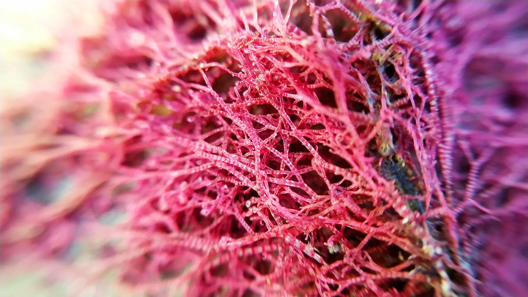 6 Incredible Astaxanthin Benefits For Your Health