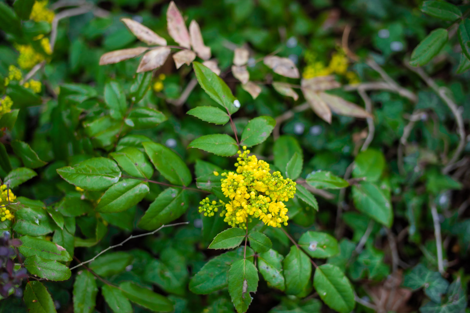 Berberine benefits - Naomiw