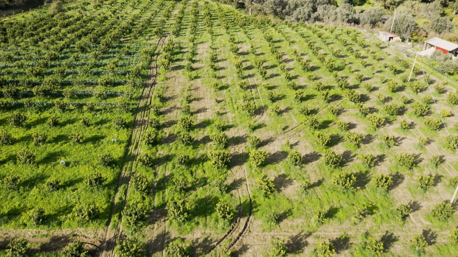 Bergamot Polyphenols: Why Quality and Sourcing Change Everything