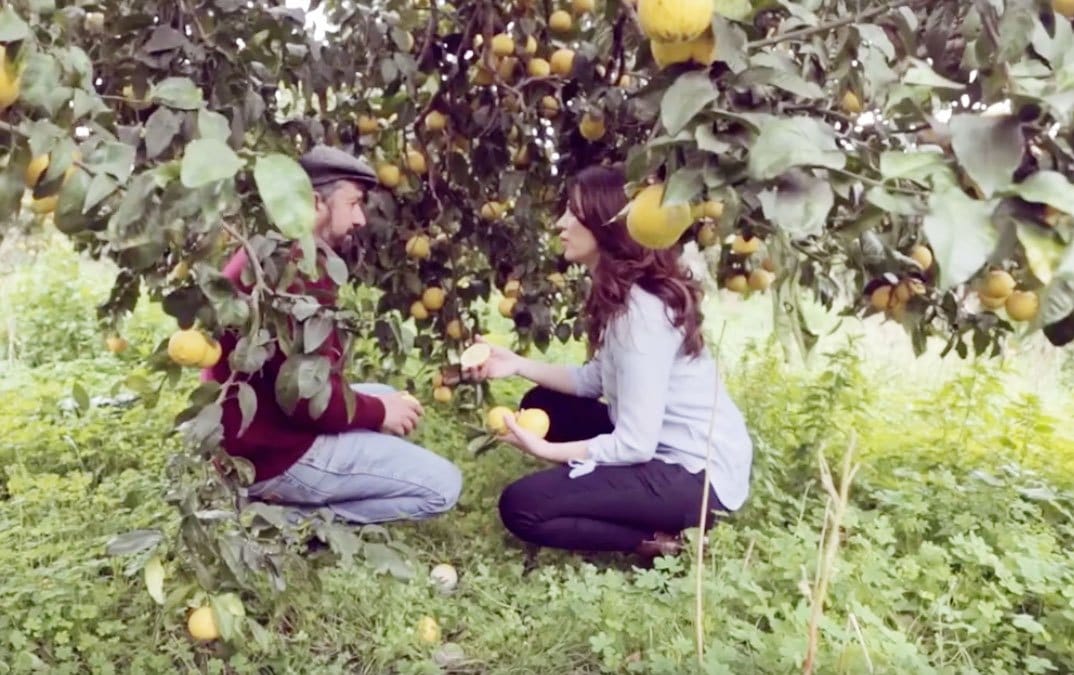 Citrus Bergamot, Calabria, Italy - Naomi Whittel