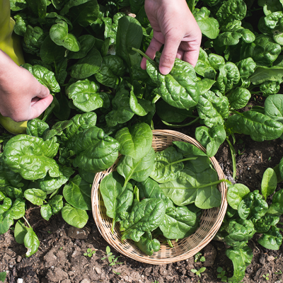 Spinach vs. Iceberg Lettuce