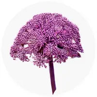 Purple flower with a white background