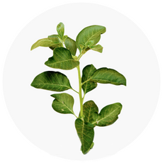 Green leafy plant on a white background