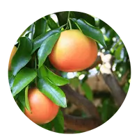 Oranges hanging from a tree with green leaves