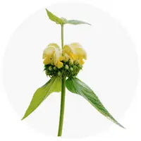 Yellow flower with green leaves on a white background