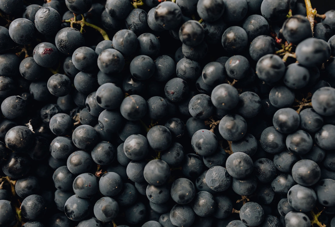 Close-up of dark blue grapes