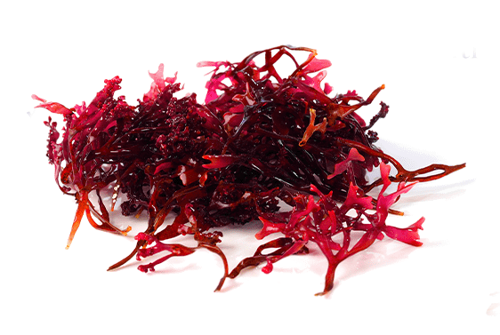 Extra Strength Astaxanthin