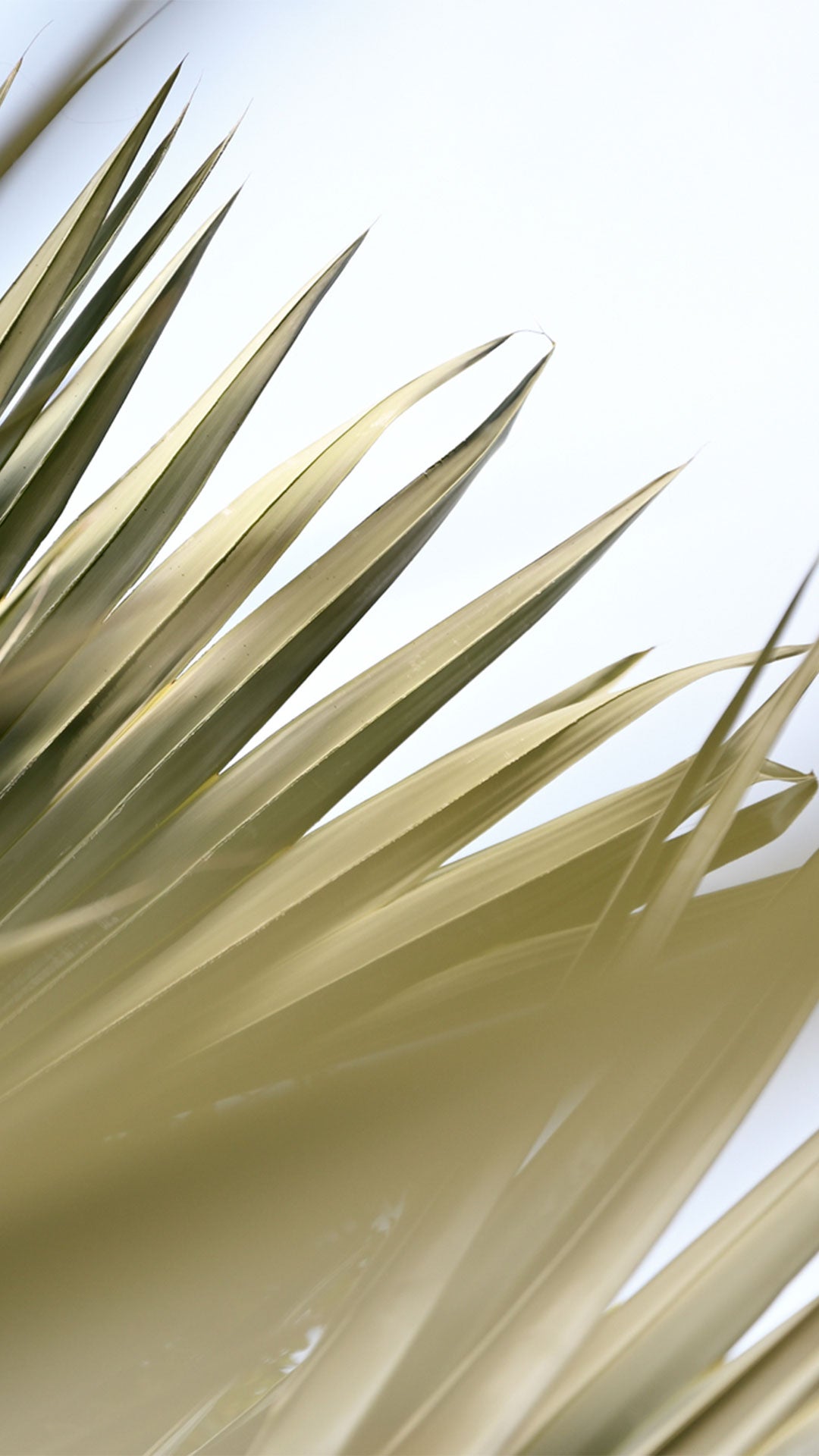 Close-up of a plant with long, thin leaves against a light background
