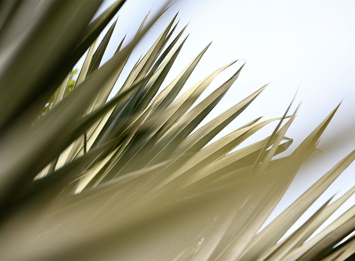 Close-up of a plant with long, thin leaves against a light background