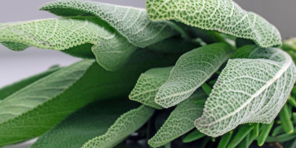 Close-up of green leaves with a blurred background