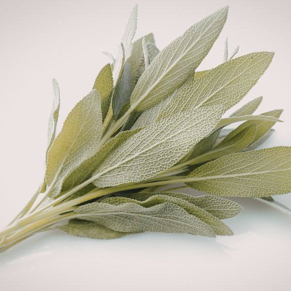 Bouquet of sage leaves on a light background