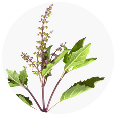 Herb with green leaves and purple stems on a white background