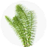 Green plant on a white background