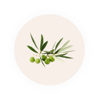 Round white stone with green leaves and olives on a white background