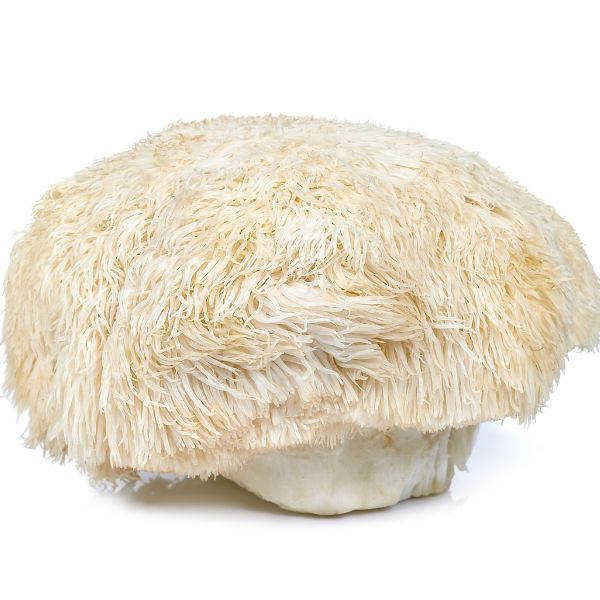 White mushroom with a fluffy cap on a white background