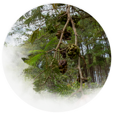 Spicefruit on a branch with a forest 