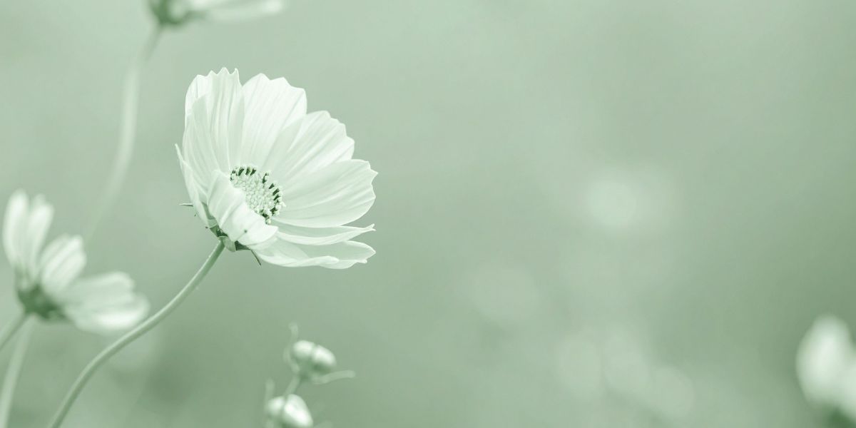 White flower on a light green background
