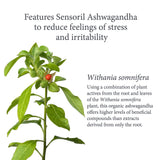 Ashwagandha